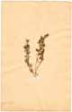 Artemisia judaica L., framsida
