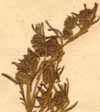 Artemisia judaica L., inflorescens x8