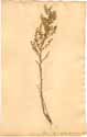 Artemisia judaica L., framsida