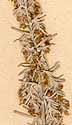 Artemisia maritima L., inflorescens x8