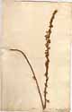 Artemisia rupestris L., framsida