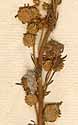 Artemisia rupestris L., blomställning x8