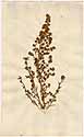 Artemisia rupestris L., front