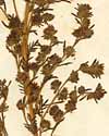 Artemisia rupestris L., inflorescens x8