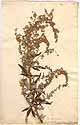 Artemisia vulgaris L., front