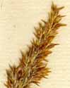 Arundo calamagrostis L., småax x8