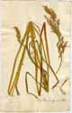 Arundo calamagrostis L., framsida