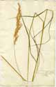 Arundo calamagrostis L., framsida