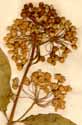 Asclepias nivea L., blomställning x3