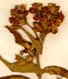 Asclepias vincetoxicum L., inflorescens x6