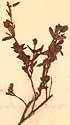 Ascyrum angustifolium L., närbild x5