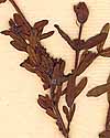 Ascyrum angustifolium L., blomställning x8