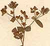 Ascyrum hypericoides L., blomställning x8