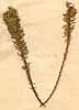 Aspalathus capitata L., närbild, framsida x3