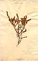 Aspalathus ericaefolia L., framsida