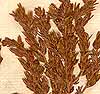 Aspalathus ericaefolia L., blomställning x8