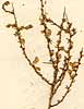 Aspalathus indica L., närbild, framsida x4