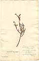 Aspalathus indica L., front