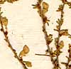 Aspalathus indica L., inflorescens x8