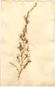 Asparagus albus L., framsida