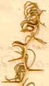 Asparagus albus L., närbild x8