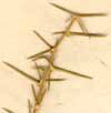 Asparagus aphyllus L., close-up x5