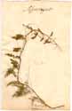 Asparagus asiaticus L., framsida