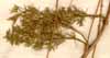 Asparagus asiaticus L., close-up x8