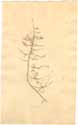 Asparagus declinatus L., framsida