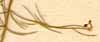 Asparagus declinatus L., närbild x8
