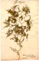 Asparagus retrofractus L., framsida