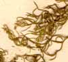 Asparagus retrofractus L., närbild x8
