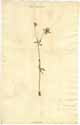 Asperula arvensis L., framsida