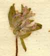 Asperula arvensis L., inflorescens x8