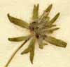 Asperula arvensis L., blomställning x8