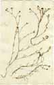 Asperula cynanchica L., framsida