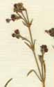 Asperula cynanchica L., blomställning x8