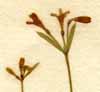 Asperula cynanchica L., inflorescens x8