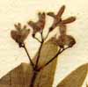 Asperula odorata L., blomställning x8