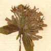 Asperula taurina L., inflorescens x8