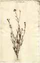 Asperula tinctoria L., front