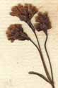 Asperula tinctoria L., inflorescens x8