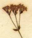 Asperula tinctoria L., blomställning x8