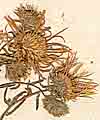 Aster acris L., inflorescens x8