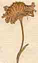 Aster alpinus L., blomställning x8