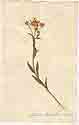 Aster amellus L., front