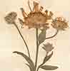 Aster amellus L., inflorescens x8