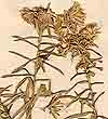 Aster linariifolius L., blomställning x8