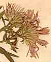 Aster mutabilis L., blomställning x8