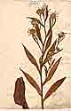 Aster puniceus L., framsida